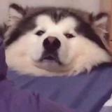栗子头像