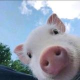 猪猪perk头像