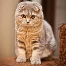 嗒嗒的个人资料头像