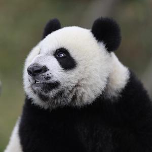 拍熊猫的胖子头像