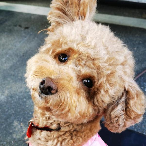 萌宠小家伙头像