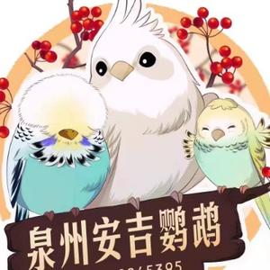 泉州安吉鹦鹉头像