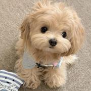 小小小金子的个人资料头像