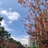 造价小Z头像