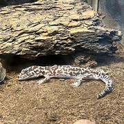 巨蜥的个人资料头像