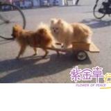 幸福宝贝1902头像