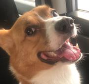 熊大这名都有人抢的个人资料头像