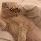 爱哲哲的个人资料头像