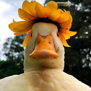 扭扭捏捏的个人资料头像