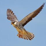 善泳者溺善马者坠头像