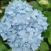 小映Front的个人资料头像