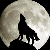 你们口中的凤姐头像