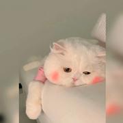 _shushu的个人资料头像