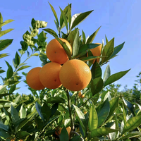 豁达喜鹊5U头像