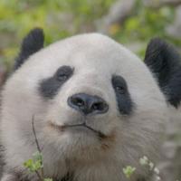PandaLam头像