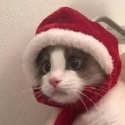 我真的不知道的个人资料头像