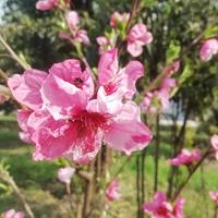 聪明枫叶1g头像