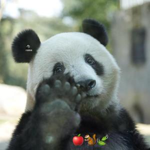 尤爱熊猫头像