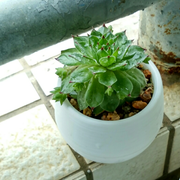 轮回的个人资料头像