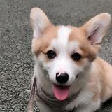 远见卓识蜻蜓SnI头像
