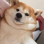 Meeting的个人资料头像