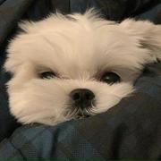 Chenmy的个人资料头像