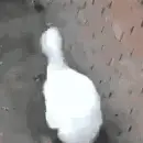 是小刀鸭的个人资料头像