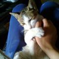 夜夜醉猫头像