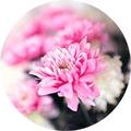 阿轩解说头像