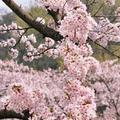 盛夏1615165头像