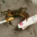 安逸铅笔Hl头像