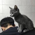 高抒666头像