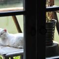 猫女王18头像