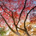 梦由心生23头像