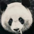 终不得人心177104252头像