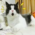 風青夢头像