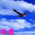 15947283108霹雳雄鹰头像