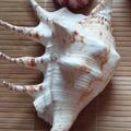 zpc郑培昌头像