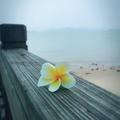 缤纷画板95头像