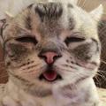 B安迪猪头像