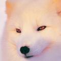 BJCslarm头像