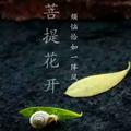 求学茶道头像