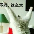 HLF猎豹TT头像
