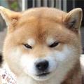 故人不顾头像