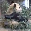 长风破浪 · 理想L8车主·车龄1年头像