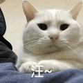 Arashi岚头像