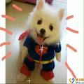 Francel头像