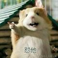 我不萎龟头像