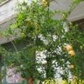 稻草人52790头像