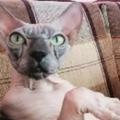 没毛的丶猫头像